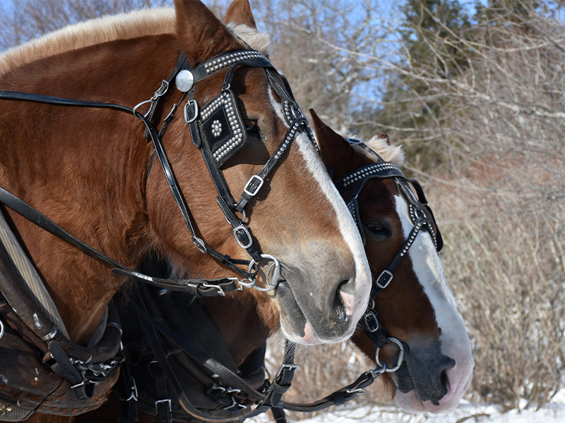 Winterurlaub in Neukirchen am Großvenediger Appartement Alexandra Wildkogel Ferienwohnungen (1)